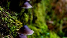 Floating Mushrooms