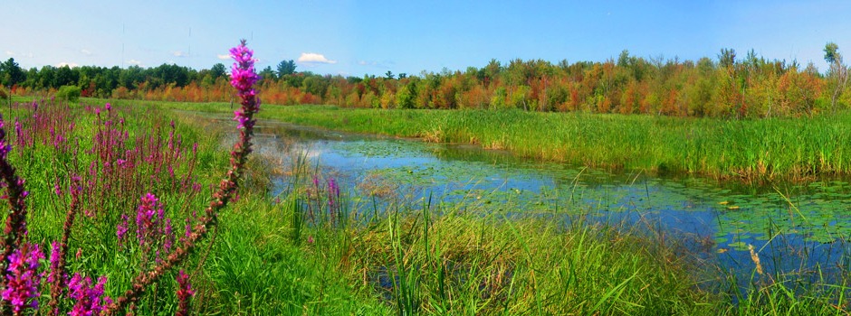 Ausable Marsh