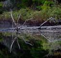middle pond floodwood rd st regis canoe area shaun ondak